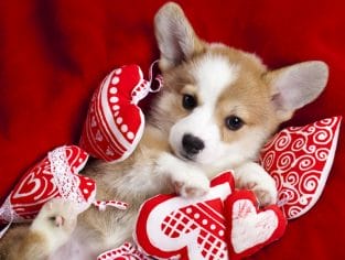 14 Reasons to Celebrate St. Valentine's Day with Your Corgi - PetPress