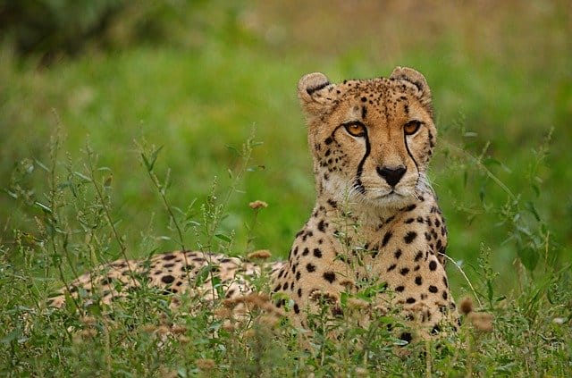 cute-cheetah