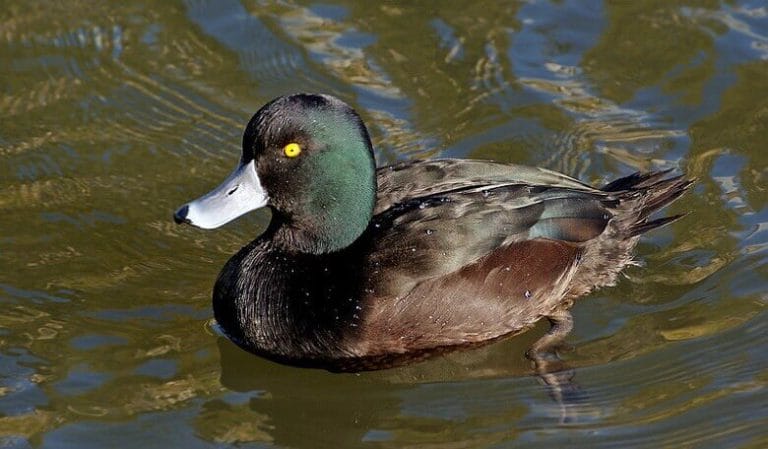 500-best-duck-names-famous-cute-funny-names-for-ducks