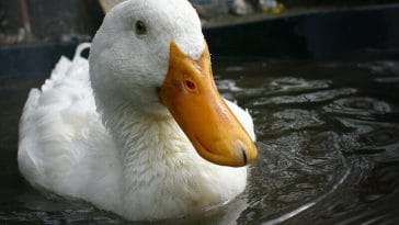 cute duck names