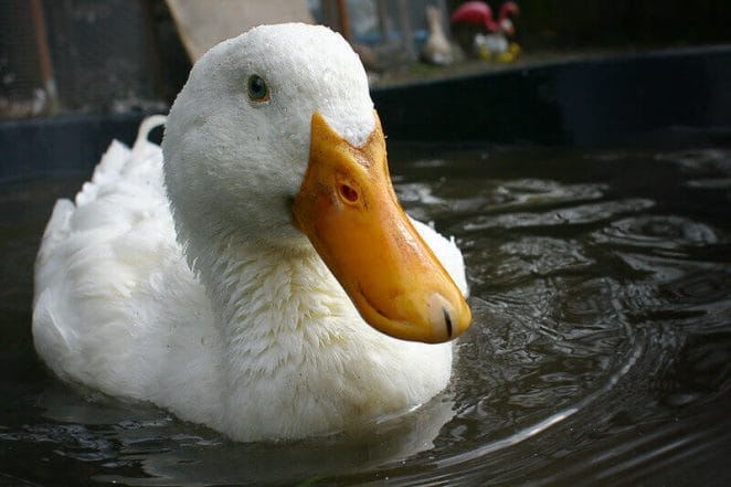 cute duck names