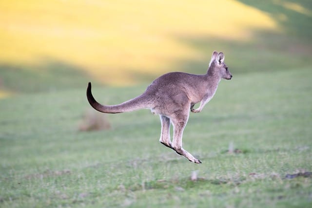 cute-kangaroo