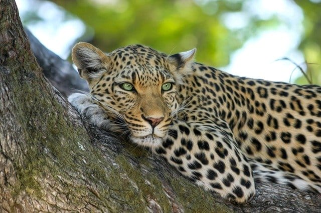 cute-leopard