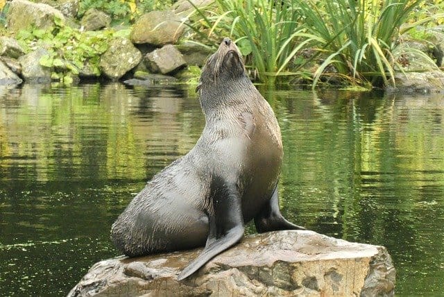 cute-seal