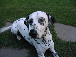 14 Cute Dalmatians Who Know Exactly How to Celebrate St. Valentine's ...