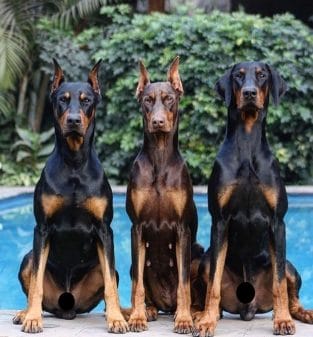 14 Cool Facts You Didn’t Know About the Doberman - PetPress