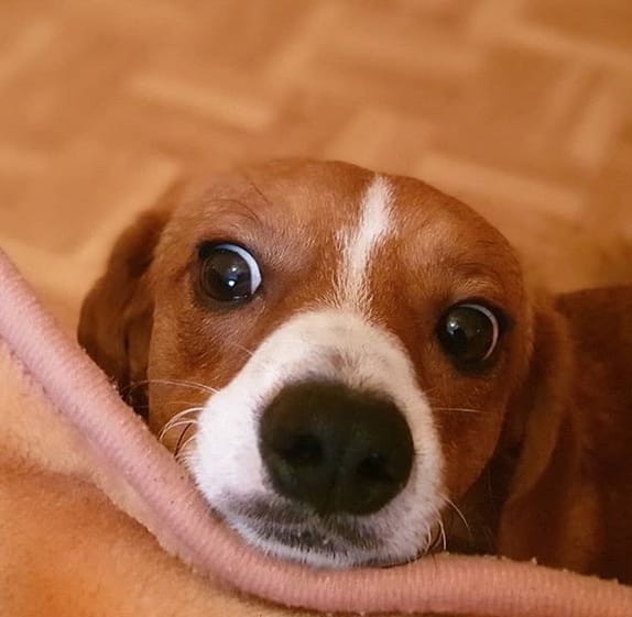 95 Female Dog Names Ending in "Y" PetPress