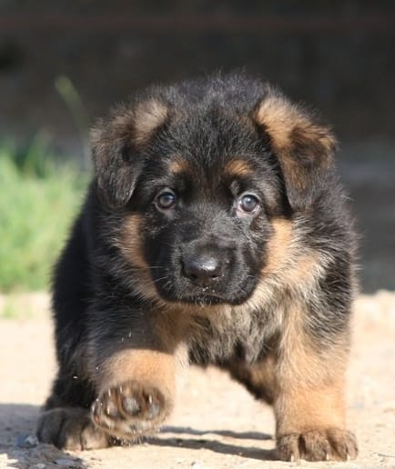Top 200 Male and Female German Dog Names with Meanings