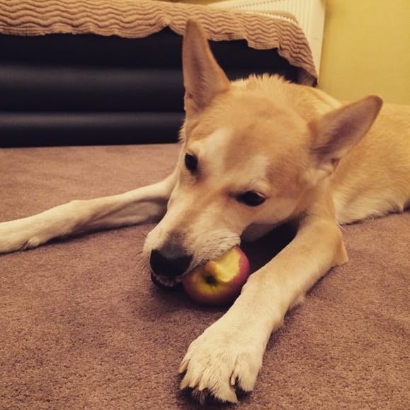 Top 155 Best Food Dog Names for Your Adorable Puppy