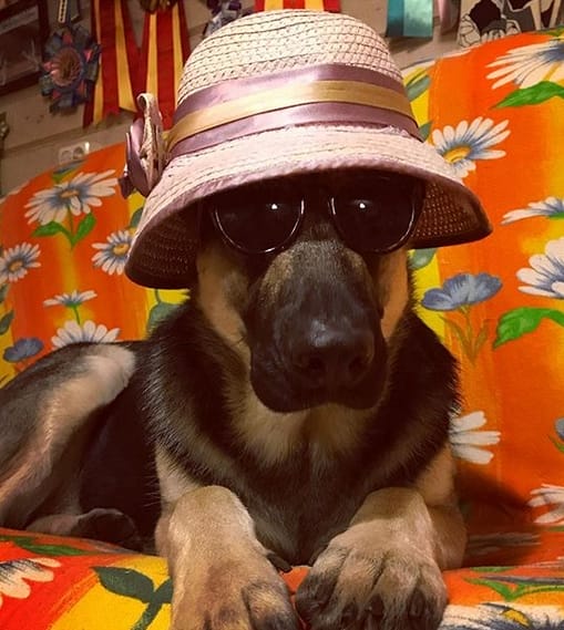 The 130 Best Spanish Male Dog Names