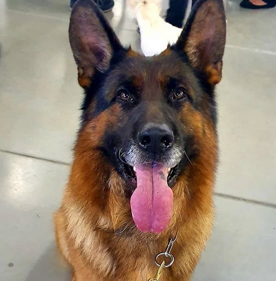 Top 180+ Tough Male Dog Names PetPress