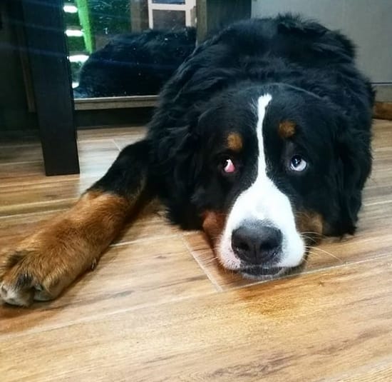 The 130 Best Spanish Male Dog Names