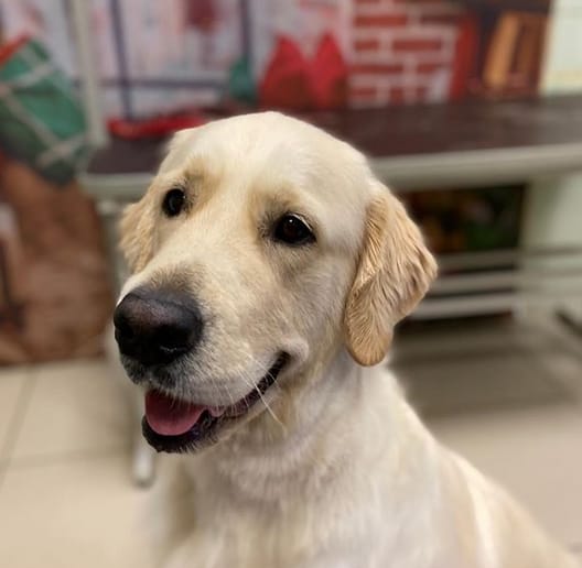 Top 150+ Best Dog Names Ending in "O" PetPress