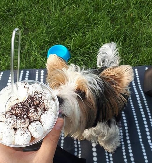 Top 155 Best Food Dog Names For Your Adorable Puppy top-155-best-food-dog-names-for-your-adorable-puppy