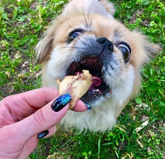 Top 155 Best Food Dog Names for Your Adorable Puppy