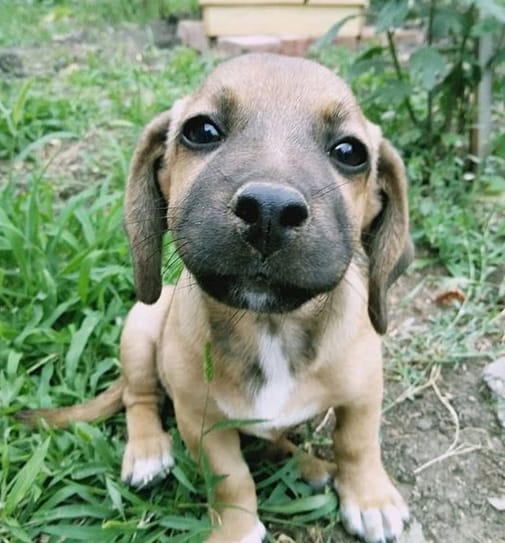 Dog Names Start With N Popular Male And Female Dog Names With N