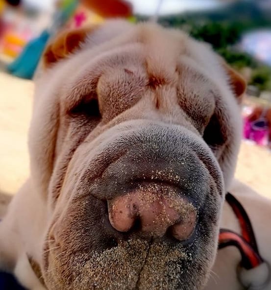 125 Unusual Dog Names For Your Awesome Puppy PetPress