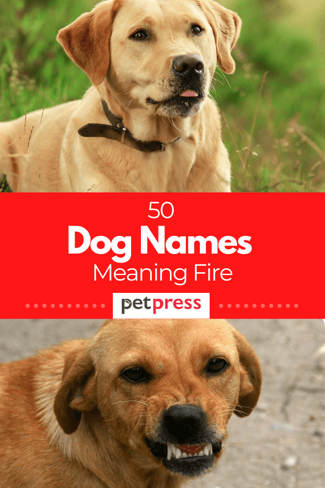 dog-names-meaning-fire