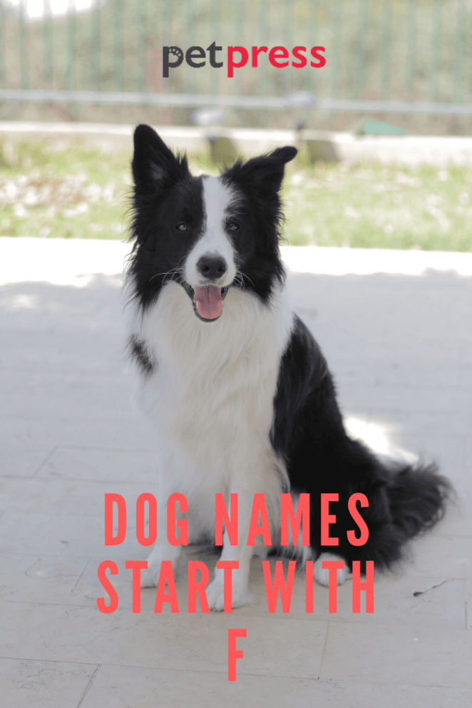dog-names-start-with-F
