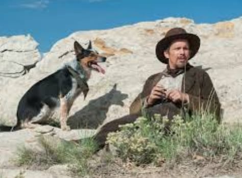 Top 130 Country Dog Names Inspired By The Wild West