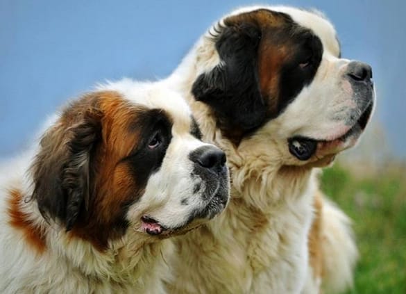 Top 275 Best Big Dog Names For Your Big And Large Dogs