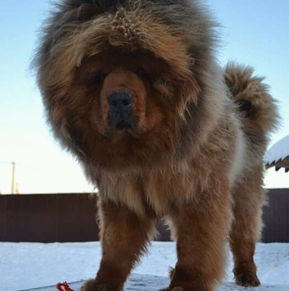 Top 275 Best Big Dog Names For Your Big And Large Dogs