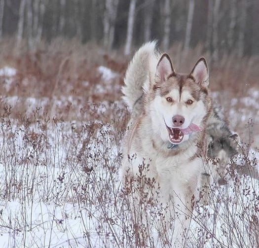 145 Perfect Dog Names That Will Fit Your New Alaskan Puppy PetPress