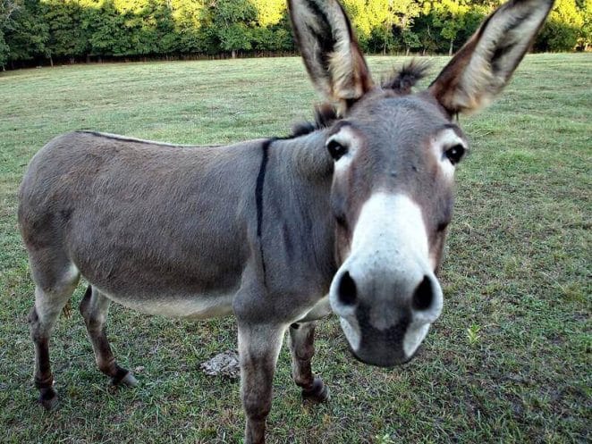 donkey names