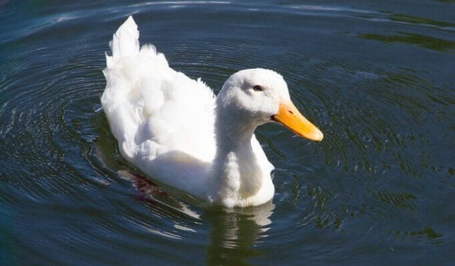 duck names