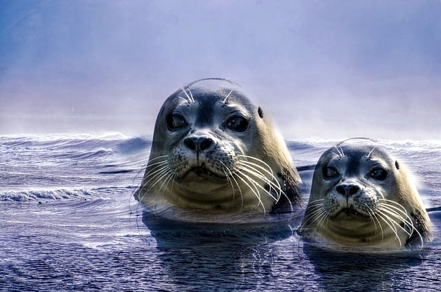 Seal Names: 150+ Most Popular Names for Seals - PetPress