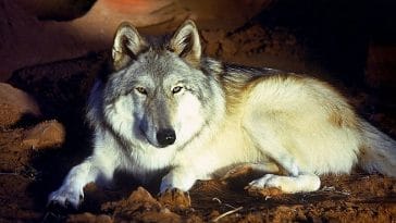famous wolf names for naming a wolf