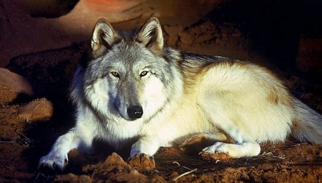 spirit wolves names