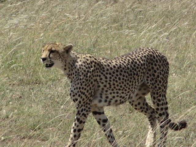 female-cheetah
