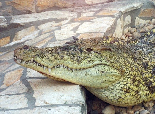 female-crocodile