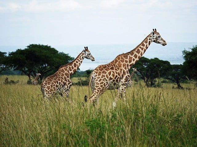 female-giraffes