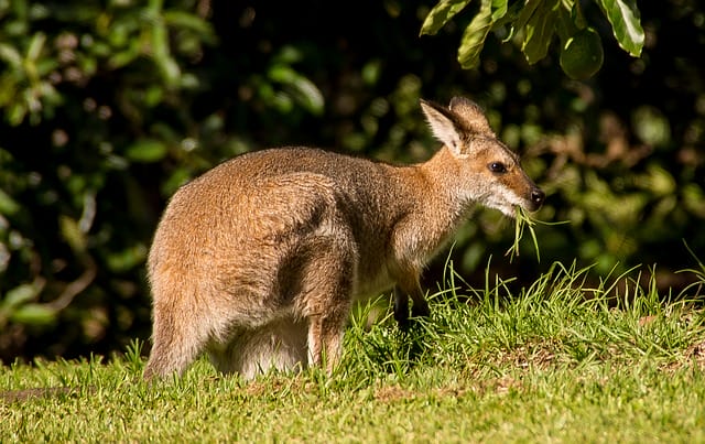 female-kangaroo