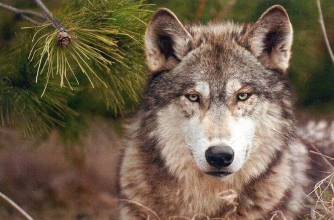 Wolf Names: 500+ Male & Female Names for Wolf with Meanings
