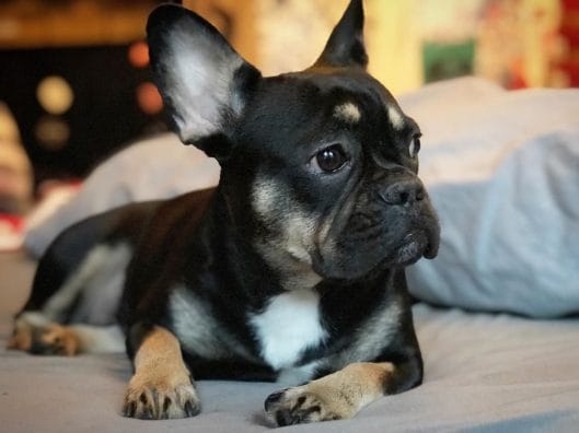 14 Peachy Facts About Funny French Bulldogs - Page 3 of 4 - PetPress