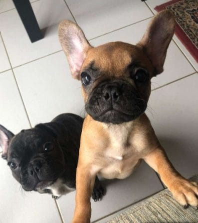 14 Funny Pictures Showing That French Bulldogs are the Best Dogs for ...