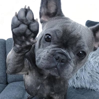 14 Peachy Facts About Funny French Bulldogs - PetPress