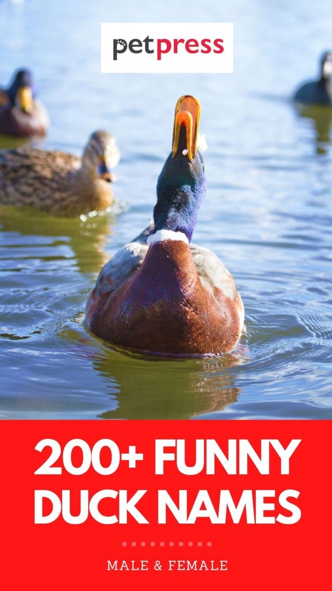 200+ Funny Duck Names: List of Funny Names for a Duckling