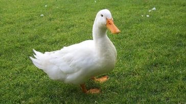 funny duck names