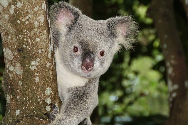 funny-koala