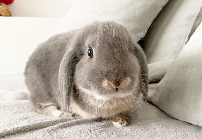 Funny Rabbit Names - 300 Hilarious Ideas for Naming Your Bunny - PetPress