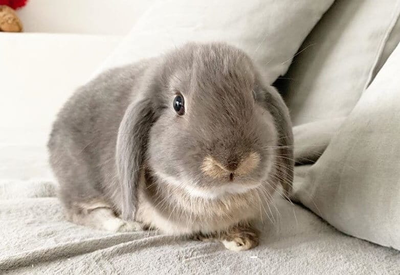 Funny Rabbit Names - 300 Hilarious Ideas for Naming Your Bunny - PetPress Funny Rabbit Names - 300 Hilarious Ideas for Naming Your Bunny - PetPress