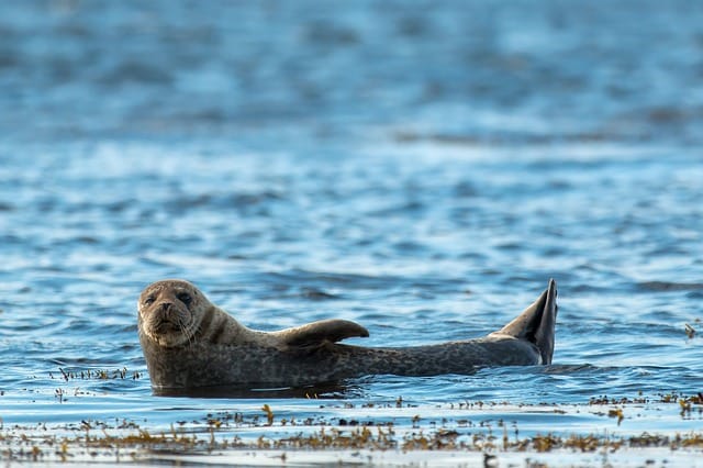 funny-seal