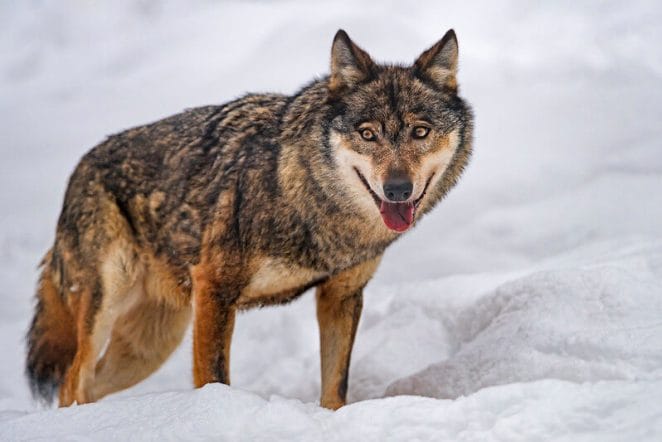 Wolf Names: 500+ Male & Female Names for Wolf with Meanings