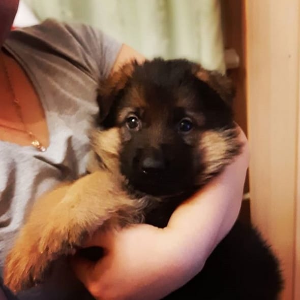 The 150 Best 3Letter Dog Name Ideas PetPress