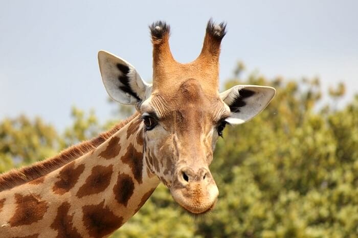 Best 280+ Giraffe Names (Cute, Famous, Male, Female, Baby Names)