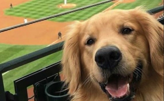 The 50 Best Baseball Inspired Dog Names